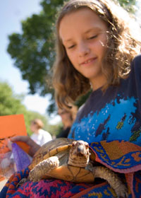 Pilgrim Lutheran Turtle